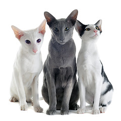 Image showing three oriental cats