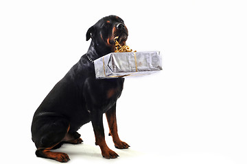 Image showing rottweiler and gift