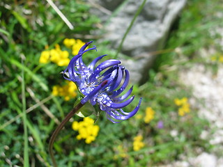 Image showing Blue and yellow flowers