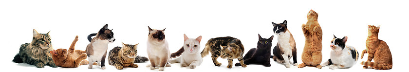 Image showing cats in studio