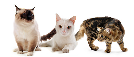 Image showing three cats