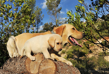 Image showing labrador puppy and adult