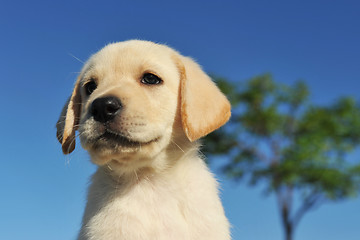 Image showing puppy labrador retriever