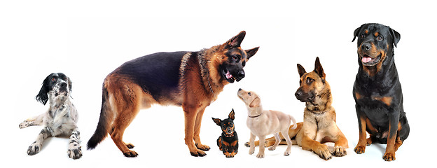 Image showing group of dogs