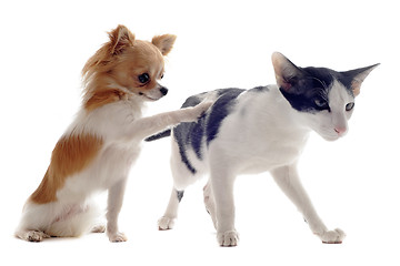 Image showing oriental cat and chihuahua