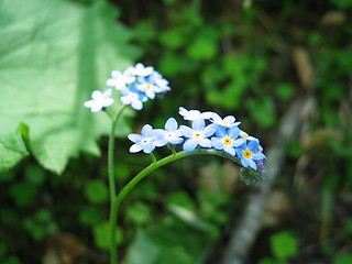 Image showing Blue flowers