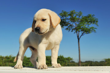 Image showing puppy labrador retriever