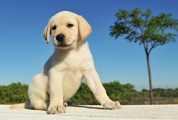 Image showing puppy labrador retriever