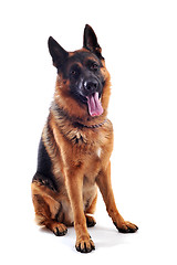 Image showing german shepherd