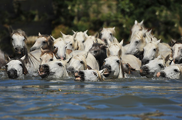 Image showing herd of Camargue horses