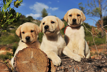 Image showing puppies labrador retriever