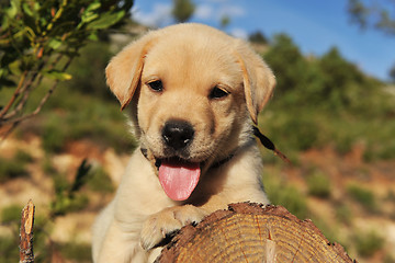 Image showing puppy labrador retriever