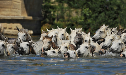 Image showing herd of Camargue horses