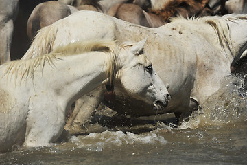 Image showing herd of Camargue horses