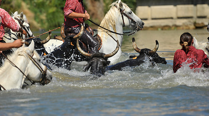 Image showing bull and horses in water