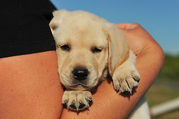 Image showing puppy labrador retriever