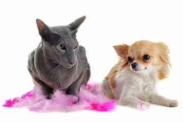 Image showing oriental cat and chihuahua