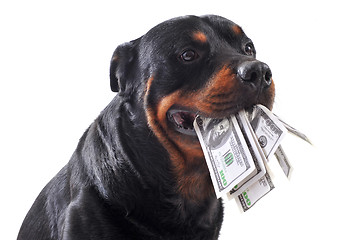 Image showing rottweiler and dollars