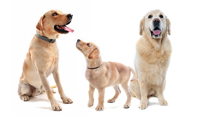 Image showing labrador and golden retriever