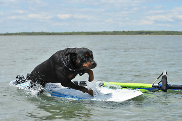 Image showing rottweiler and windsurf