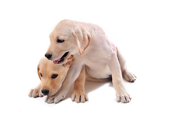 Image showing puppies labrador retriever