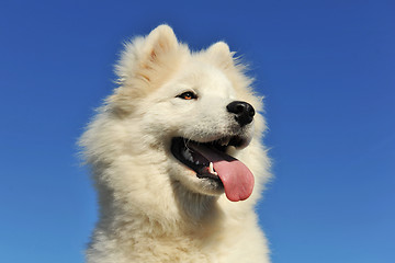 Image showing puppy samoyed dog