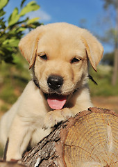 Image showing puppy labrador retriever