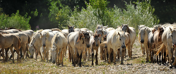 Image showing herd of Camargue horses