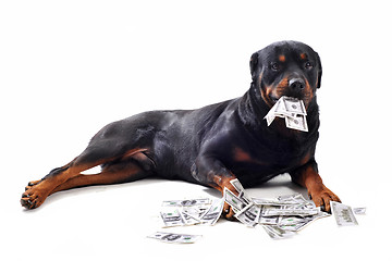 Image showing rottweiler and dollars