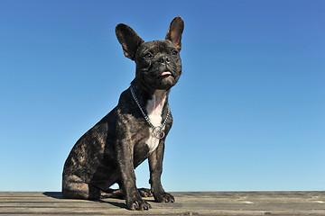 Image showing puppy french bulldog