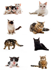 Image showing cats in studio