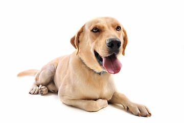 Image showing labrador retriever