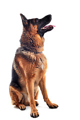 Image showing german shepherd