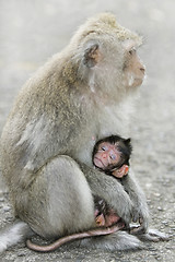 Image showing Macaque monkey