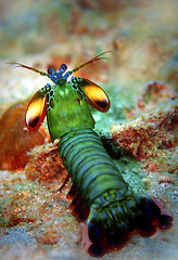 Image showing Peacock mantis shrimp