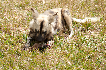 Image showing cape hunting dog eating meat