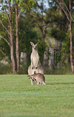 Image showing eastern grey kangaroos