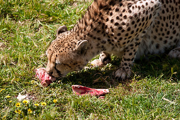 Image showing cheetah eating meat