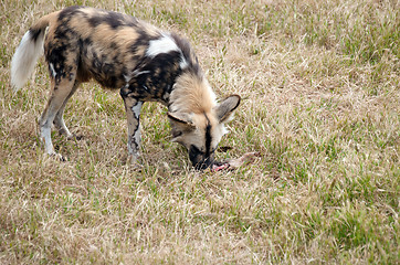 Image showing cape hunting dog eating meat