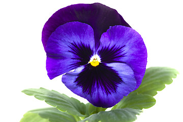 Image showing blue purple pansy isolated over white 