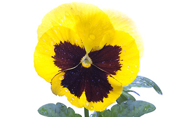 Image showing yellow purple pansy isolated over white