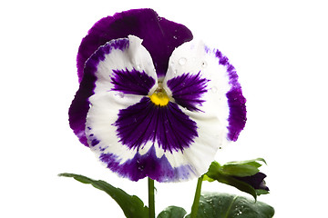 Image showing white purple pansy isolated over white