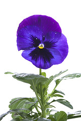 Image showing blue purple pansy isolated over white