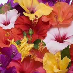 Image showing Hibiscus flowers 