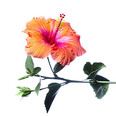 Image showing Hibiscus flowers 