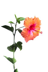 Image showing Hibiscus flowers 