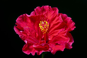 Image showing Hibiscus flower