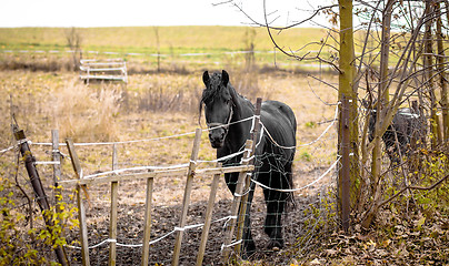 Image showing Skinny Horse outside in fenced yard area