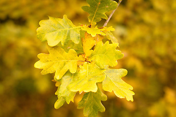 Image showing autumn colors of oak leaves 
