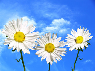 Image showing Three marguerite